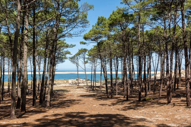 photo_foret_pins_landes_mercovoiturage_zen